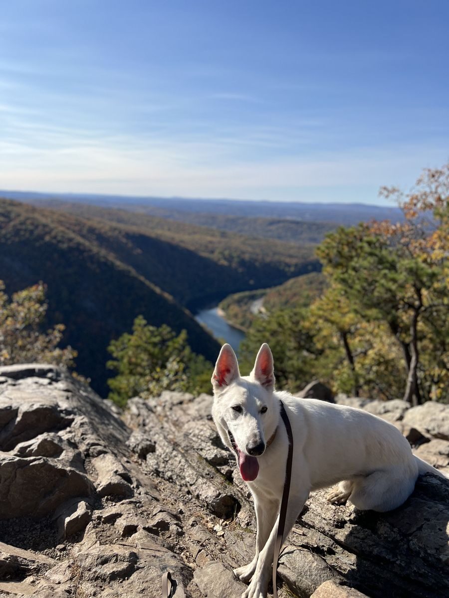 Client dog enjoying a walk