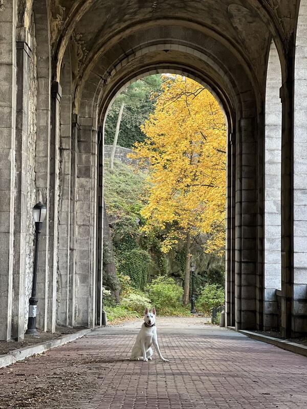 Dog in the great outdoors