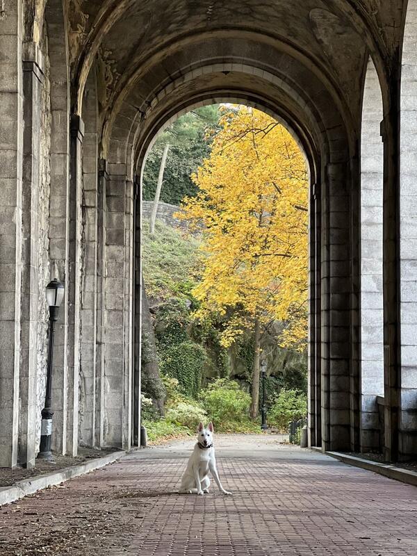 Caring for dogs on a scenic Poconos trail