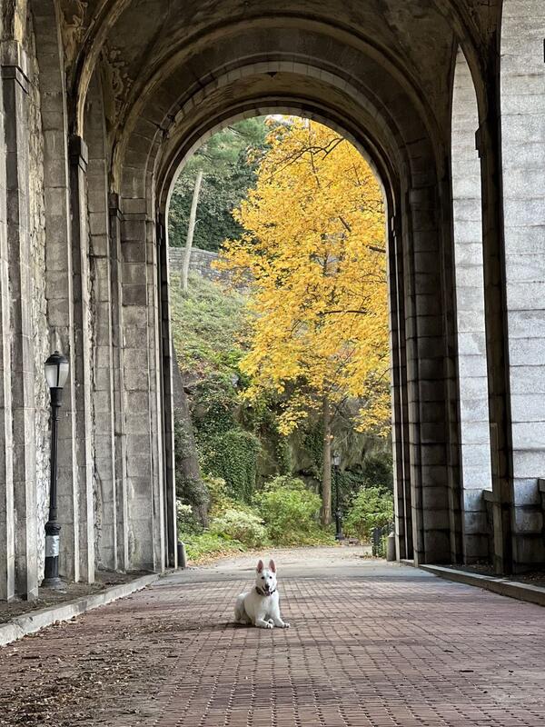 Happy dog on a walk