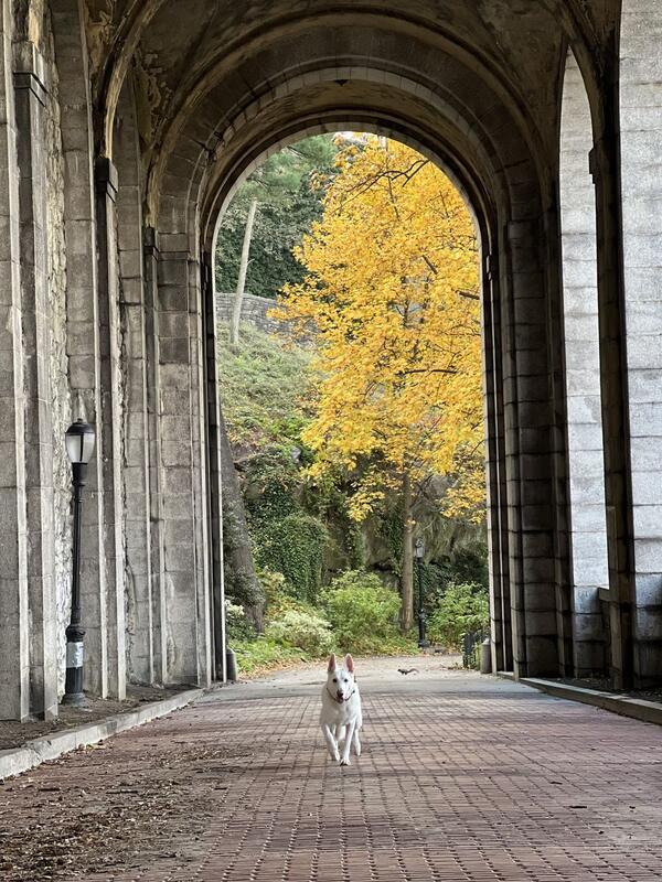Adventure time with pups