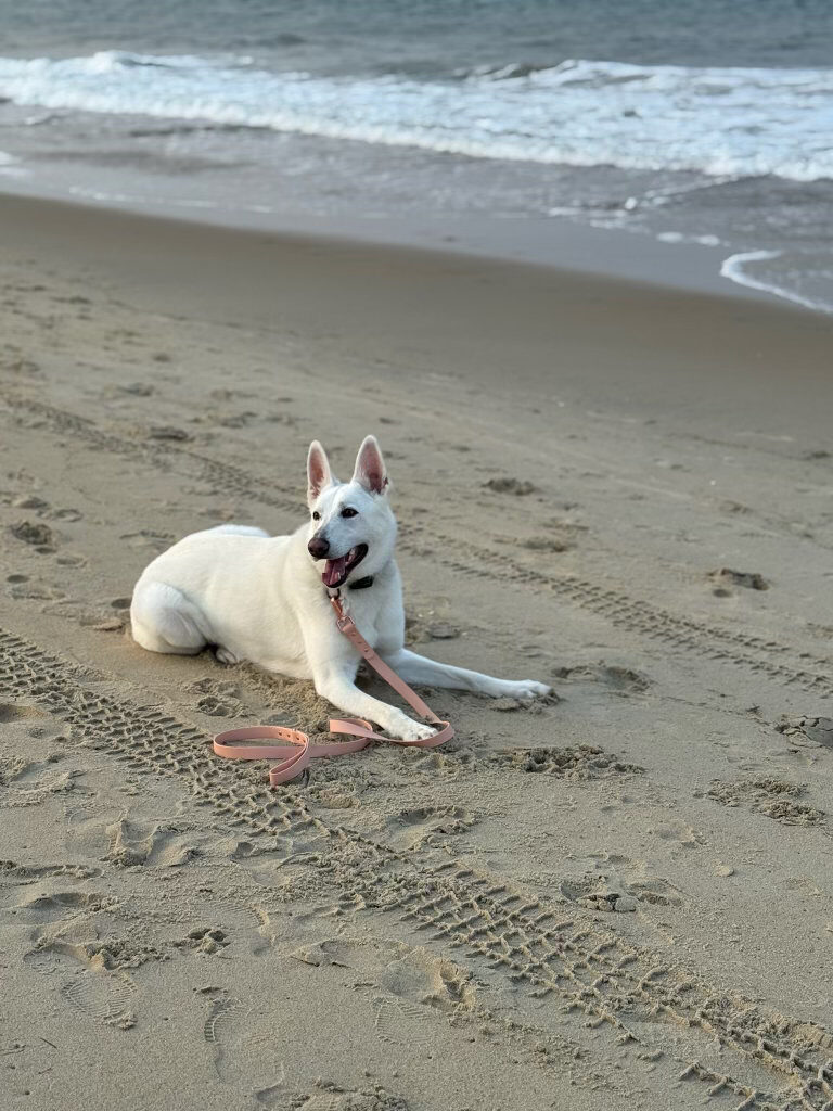 Adorable dog portrait