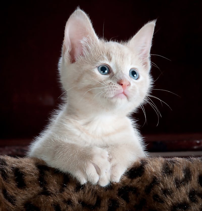 Playful kitten batting at a toy