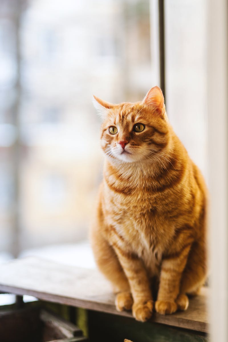 Cute orange cat lounging