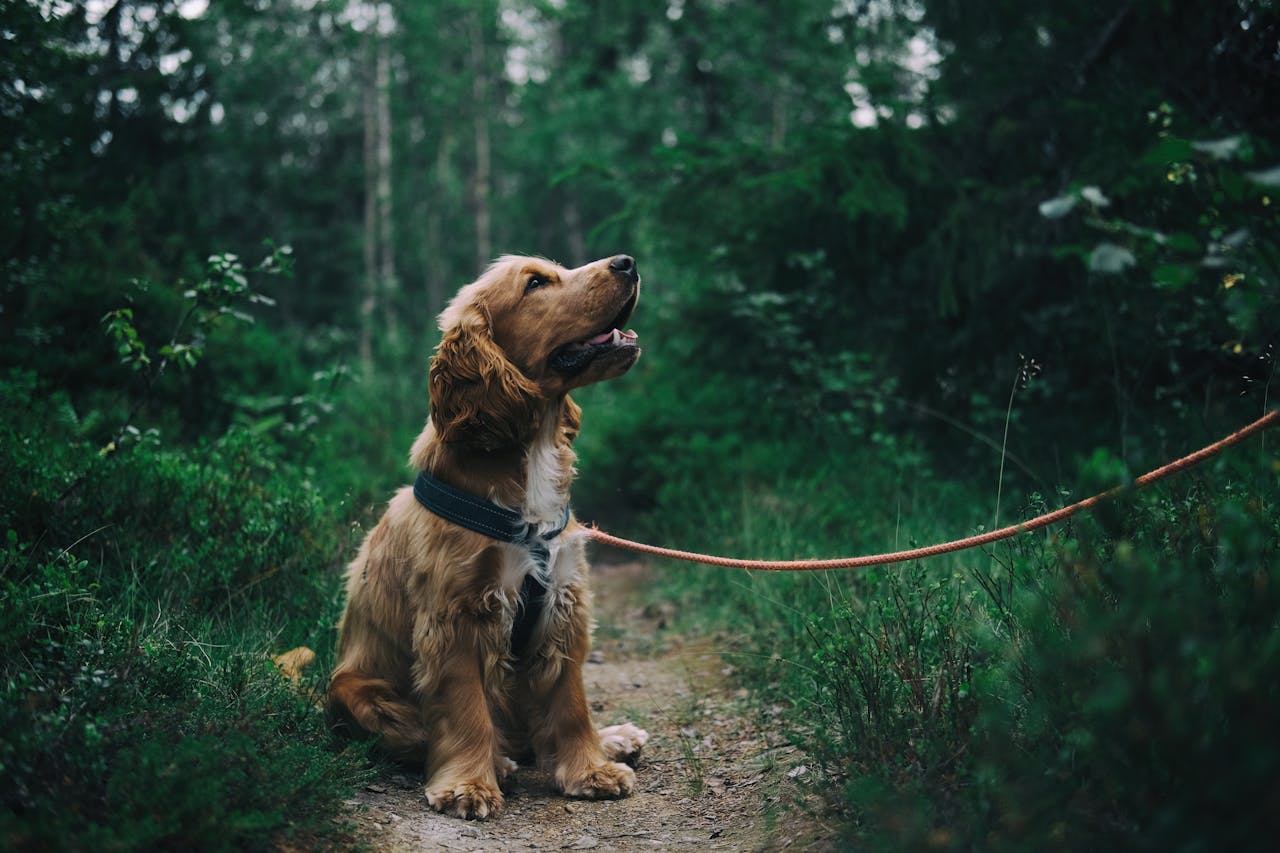 Happy dog enjoying the outdoors