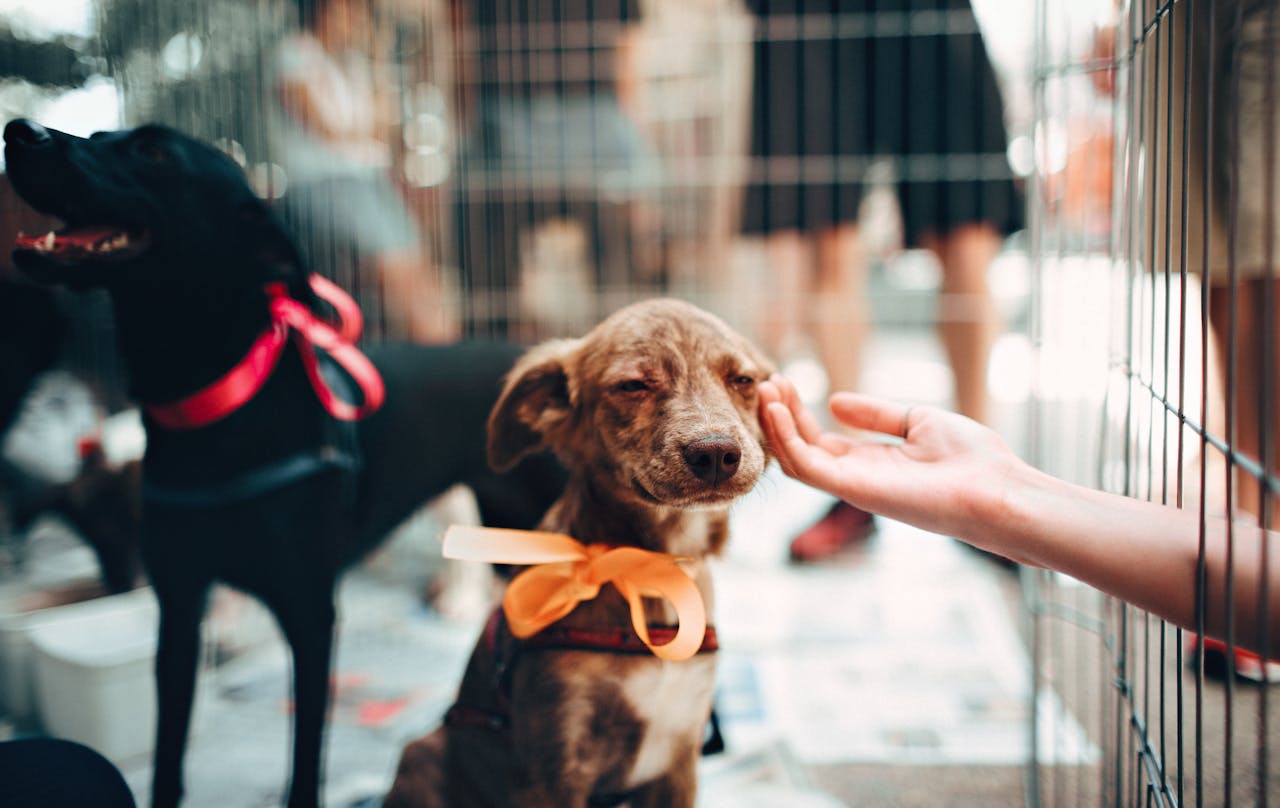Adorable puppy portrait